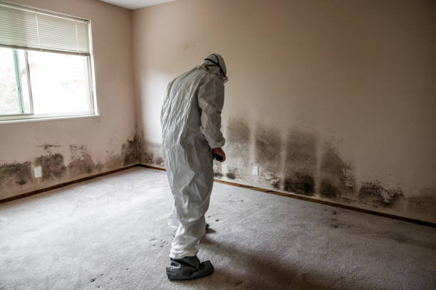 Best Mold Removal Specialists  in Duncanville, TX