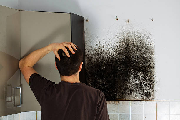 Best Residential Mold Removal  in Duncanville, TX