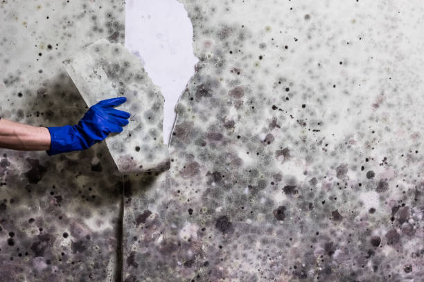 Best Certified Mold Removal  in Duncanville, TX