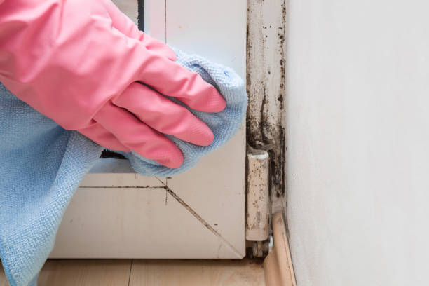 Best Certified Mold Removal  in Duncanville, TX