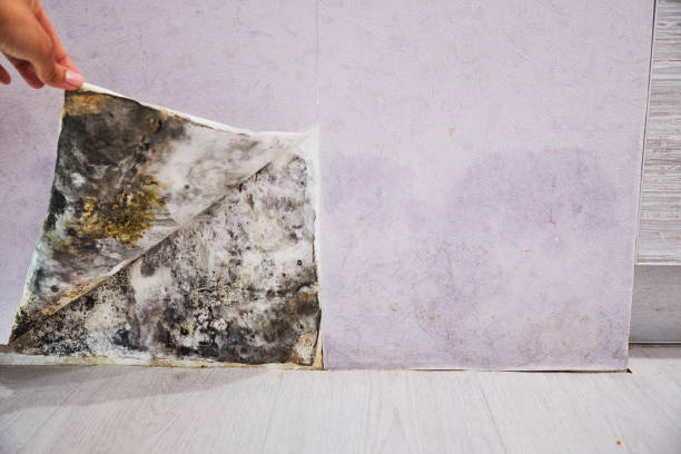 Best Commercial Mold Removal  in Duncanville, TX